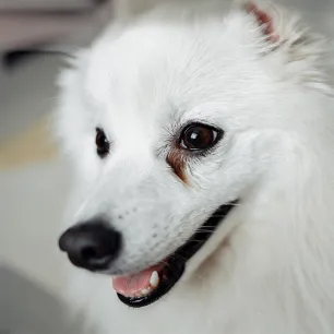 Dog Eye Infections Symptoms and Treatments