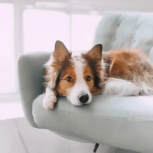 Dog Hackles: Why Do Dog’s Hairs Stand Up?