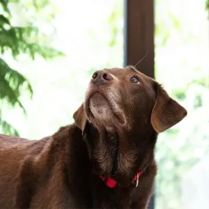 Dog Hot Spots and How to Treat Them