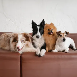 Dog Pedigrees What it Means and How to Get One