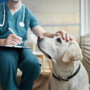 Dog Plaque All You Need to Know