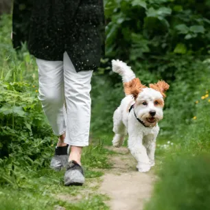 Dog Walking Etiquette