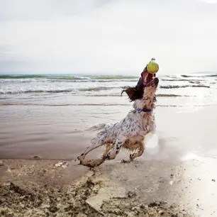 Dog-Friendly Beaches You Can Enjoy All Year Round