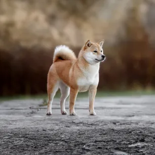 Double Coated Dog Breeds
