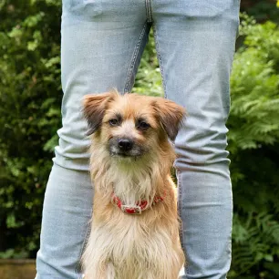 Enriching You and Your Dog’s Life