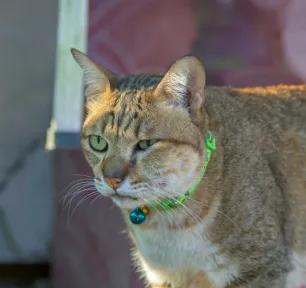 Everything You Need to Know About Cat Abscesses