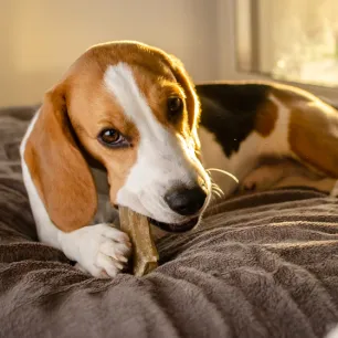 Excessive Dog Chewing