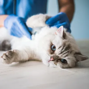 FIP in Cats What You Need to Know