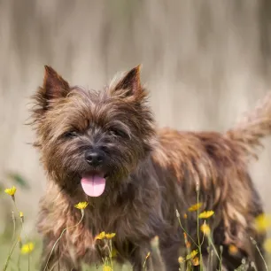Famous Dogs throughout History