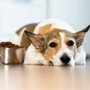 Feeding Older Dogs