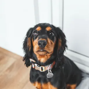 Find the Perfect Male Dog Name for the New Puppy in Your Life