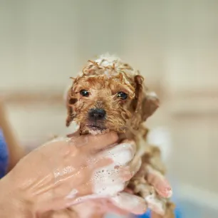 First Puppy Bath - The Survival Guide