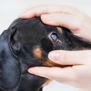Glaucoma in Dogs