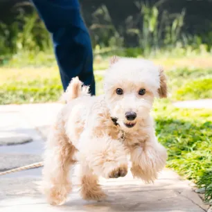 Grooming Short and Long Haired Dogs