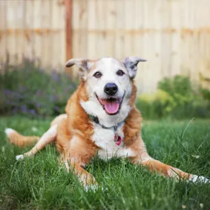 Grooming Tips for Senior Dogs