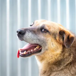 Halitosis and Bad Breath in Dogs