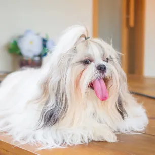 Heat Stroke in Dogs: How to Recognise the Symptoms and Act Swiftly