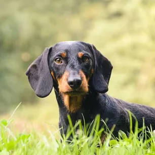 Hound Dogs: Everything You Need to Know