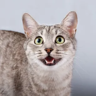How Many Teeth Do Cats Have Revealed