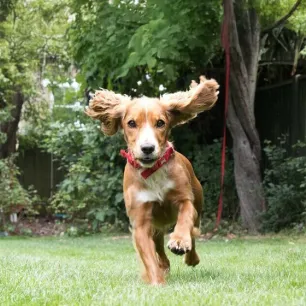 How Much Does a Puppy Cost? All You Need to Know