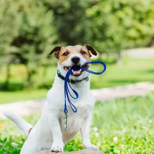 How Often Should You Walk Your Dog