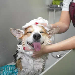 How to Bathe a Dog