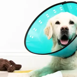 How to Care for Your Dog After Surgery