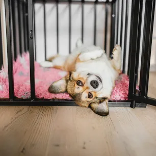 How to Crate Train a Puppy