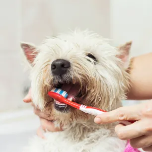 How to Look After Your Dog's Teeth