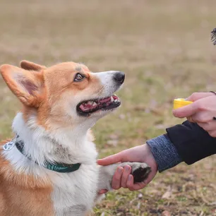 How to Start Clicker Training Your Dog