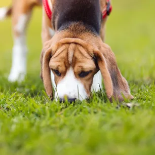 How to Start Scent Training for Puppies