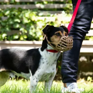 How to Stop Aggressive Dog Behaviour