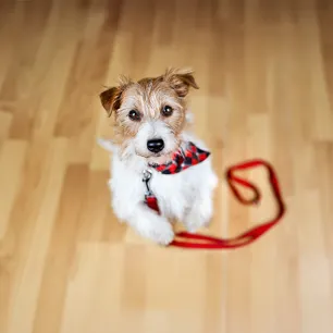 How to Stop Your Dog Begging