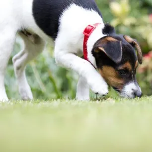 How to Stop a Dog Digging