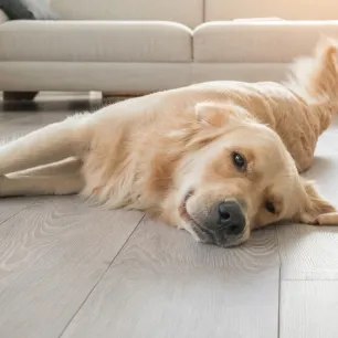 How to Teach a Dog to Play Dead in 11 Easy Steps