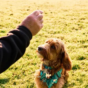 How to Teach a Dog to Roll Over in 10 Easy Steps