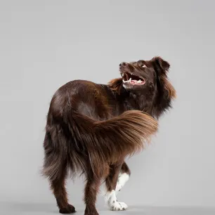 How to Teach a Dog to Spin 