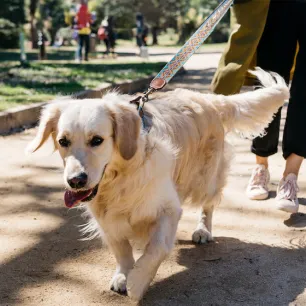 How to Train Your Dog to Ignore Other Dogs