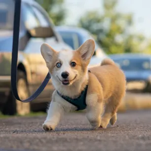 How to Walk a Puppy for the First Time Our Easy Guide