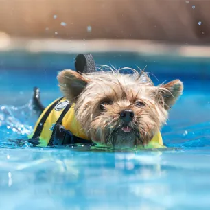 Hydrotherapy for Dogs Can It Help Your Pet Heal