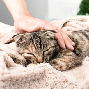 Incontinence in Cats