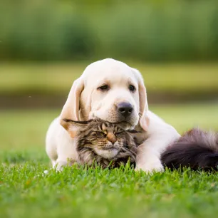 Introducing a New Puppy to Dogs and Other Pets
