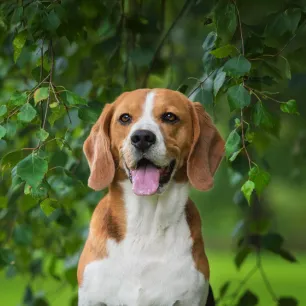 Is Ivy Poisonous to Dogs