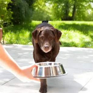 Is My Dog Overweight?