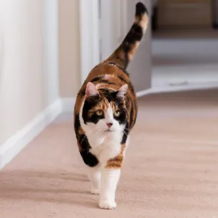 Keeping Your Senior Cat Happy and Healthy Exercise & Mental Stimulation