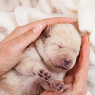 Looking After New-born Puppies