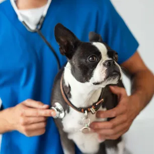 Lungworm in Dogs Causes, Signs and Treatment