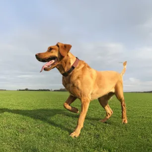 Luxating Patella in Dogs Symptoms and Treatment