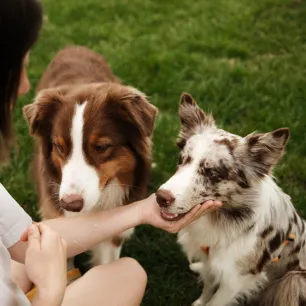 Merle Dogs - Breeds and Facts You Need to Know