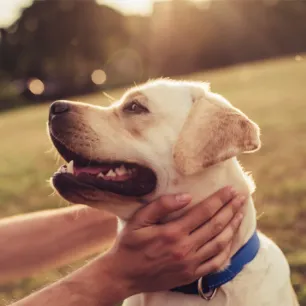 New Study Reveals the Many Benefits of Having a Dog